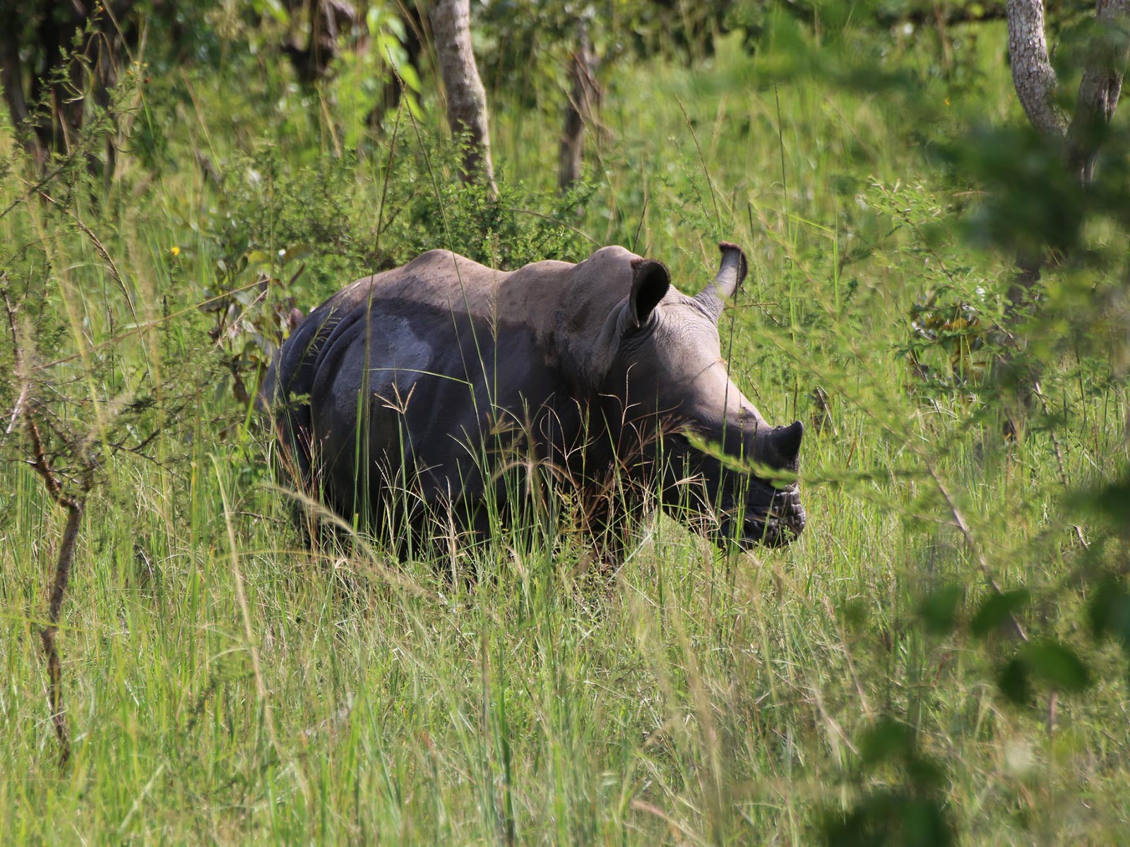 Big Five Safaris In Uganda Trek Africa Expeditions