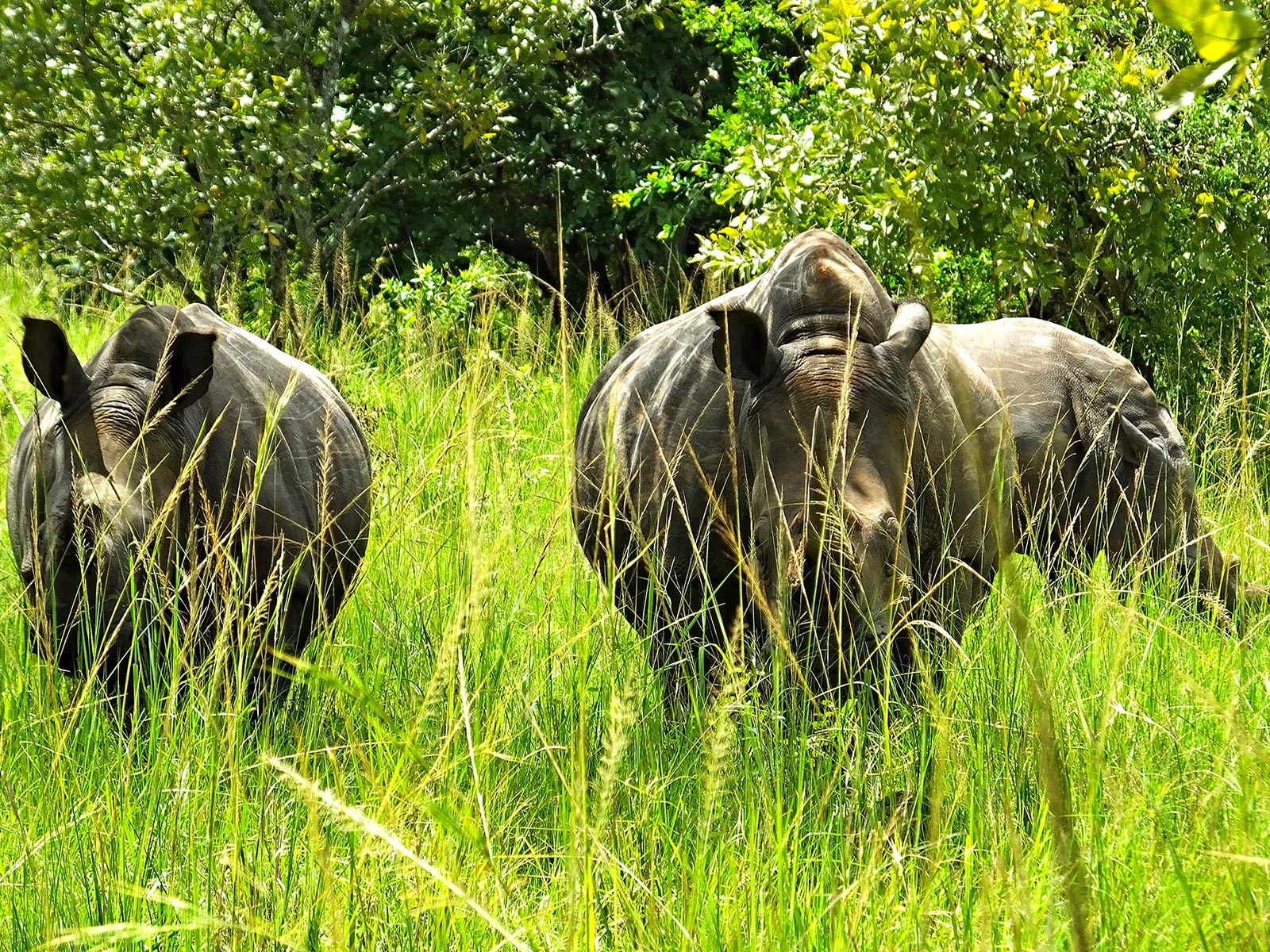 Where To See The Big 5 In Africa Trek Africa Expeditions