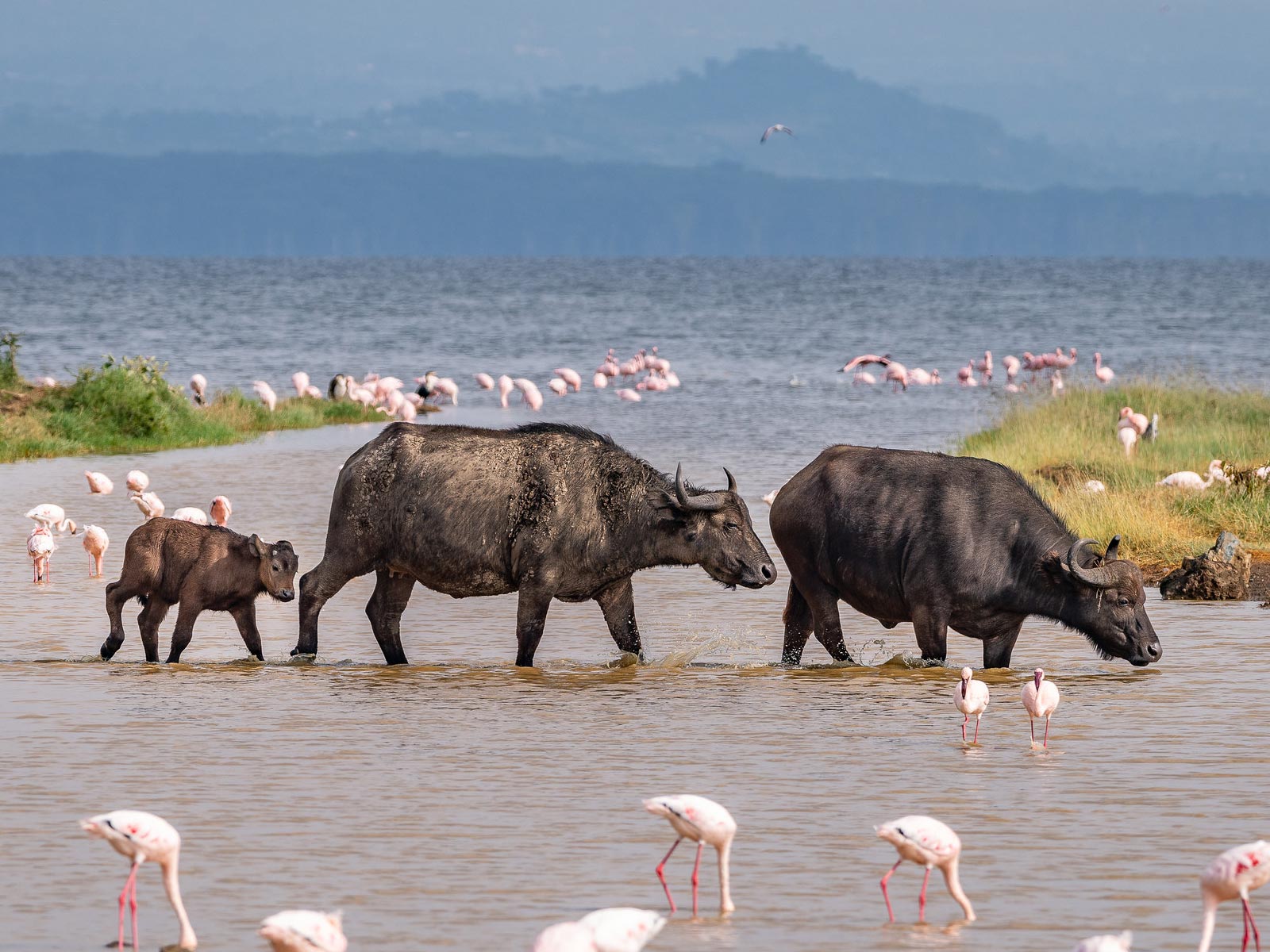 Day Masai Mara And Lake Nakuru Safari Trek Africa Expeditions