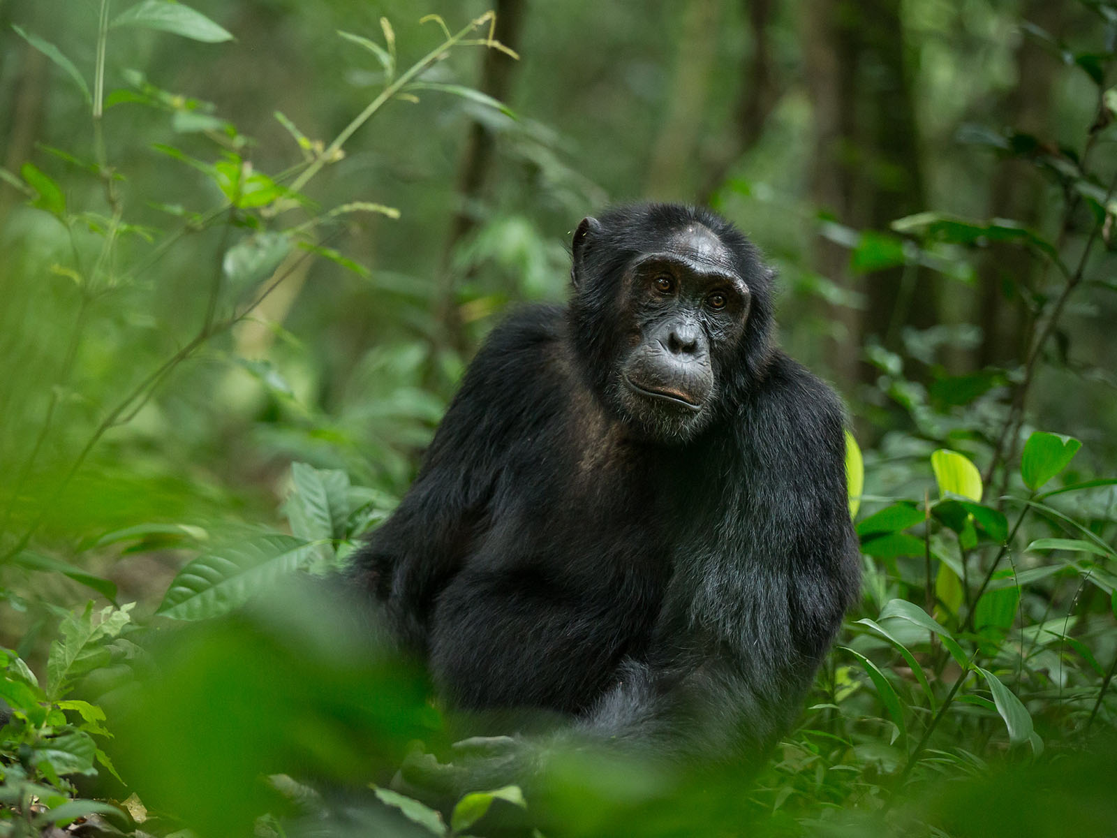 Chimpanzee Habituation Experience Permits Trek Africa Expeditions