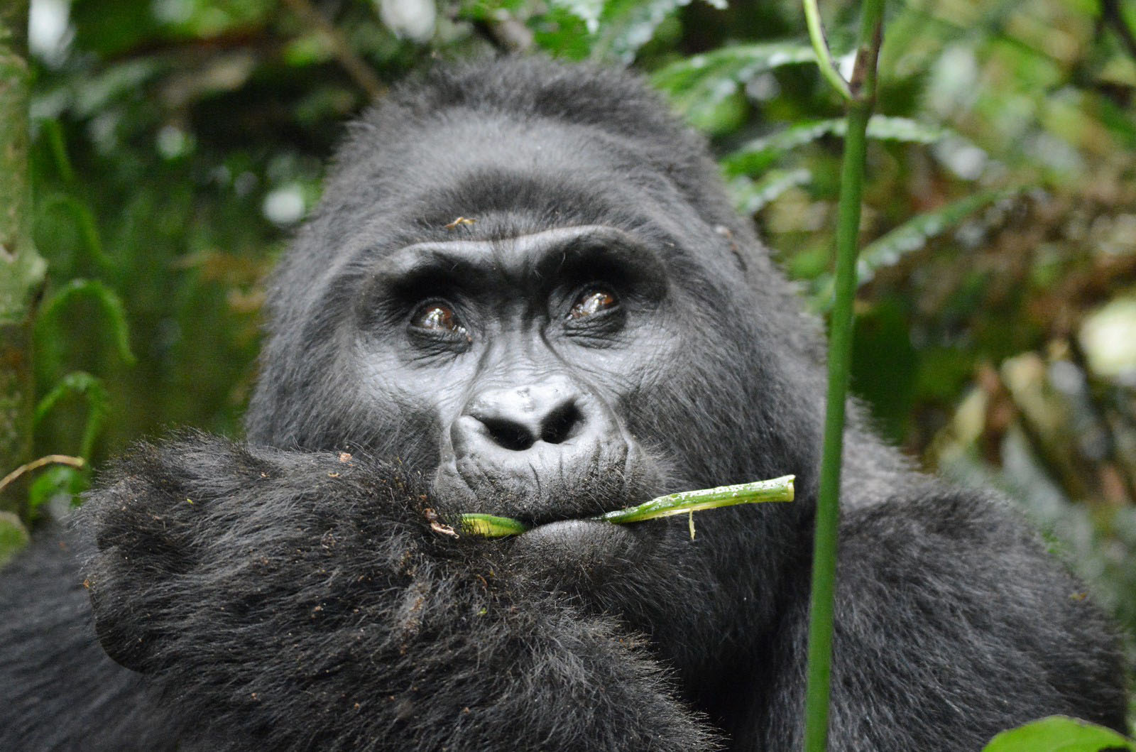 My First Gorilla Tracking Experience In Uganda Trek Africa Expeditions