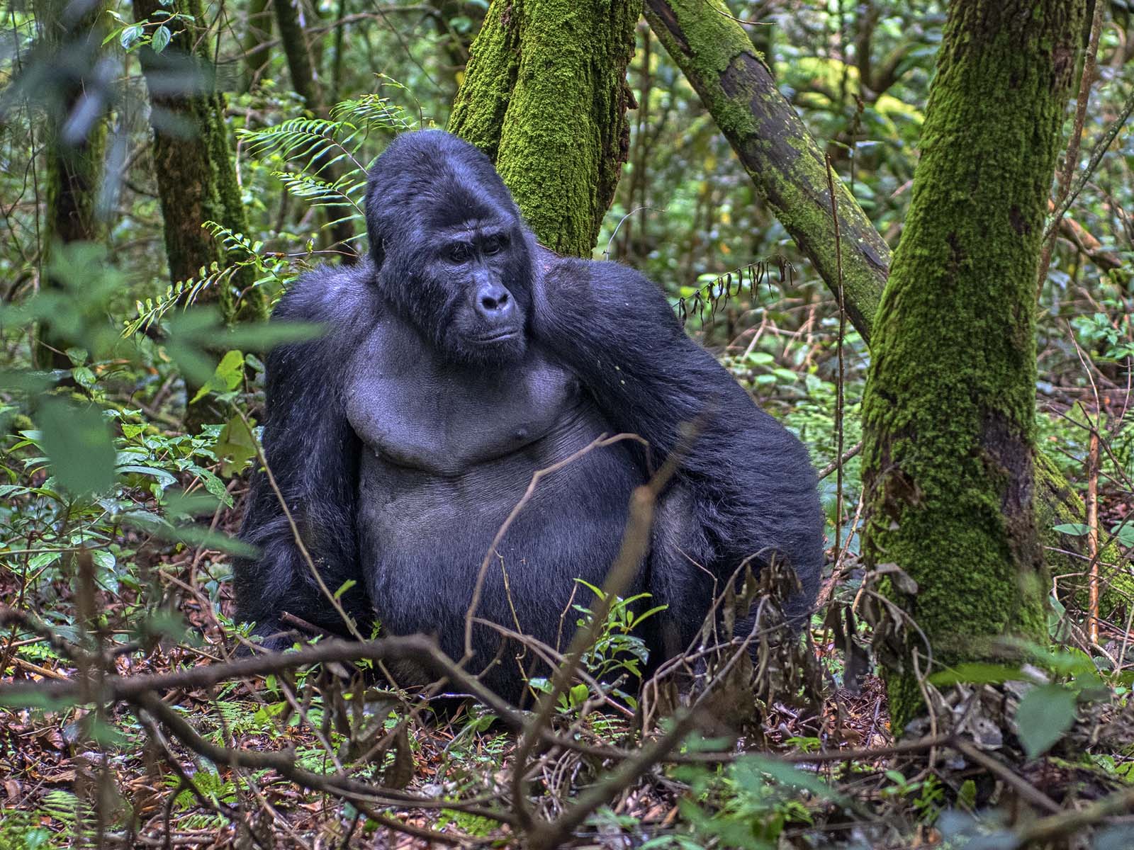 Gorilla Trekking And Walking Safaris Trek Africa Expeditions