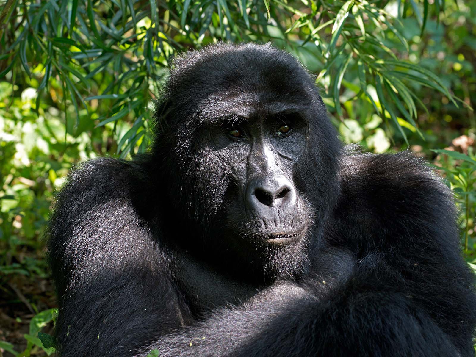 Bwindi Gorilla Tracking On A Budget Trek Africa Expeditions