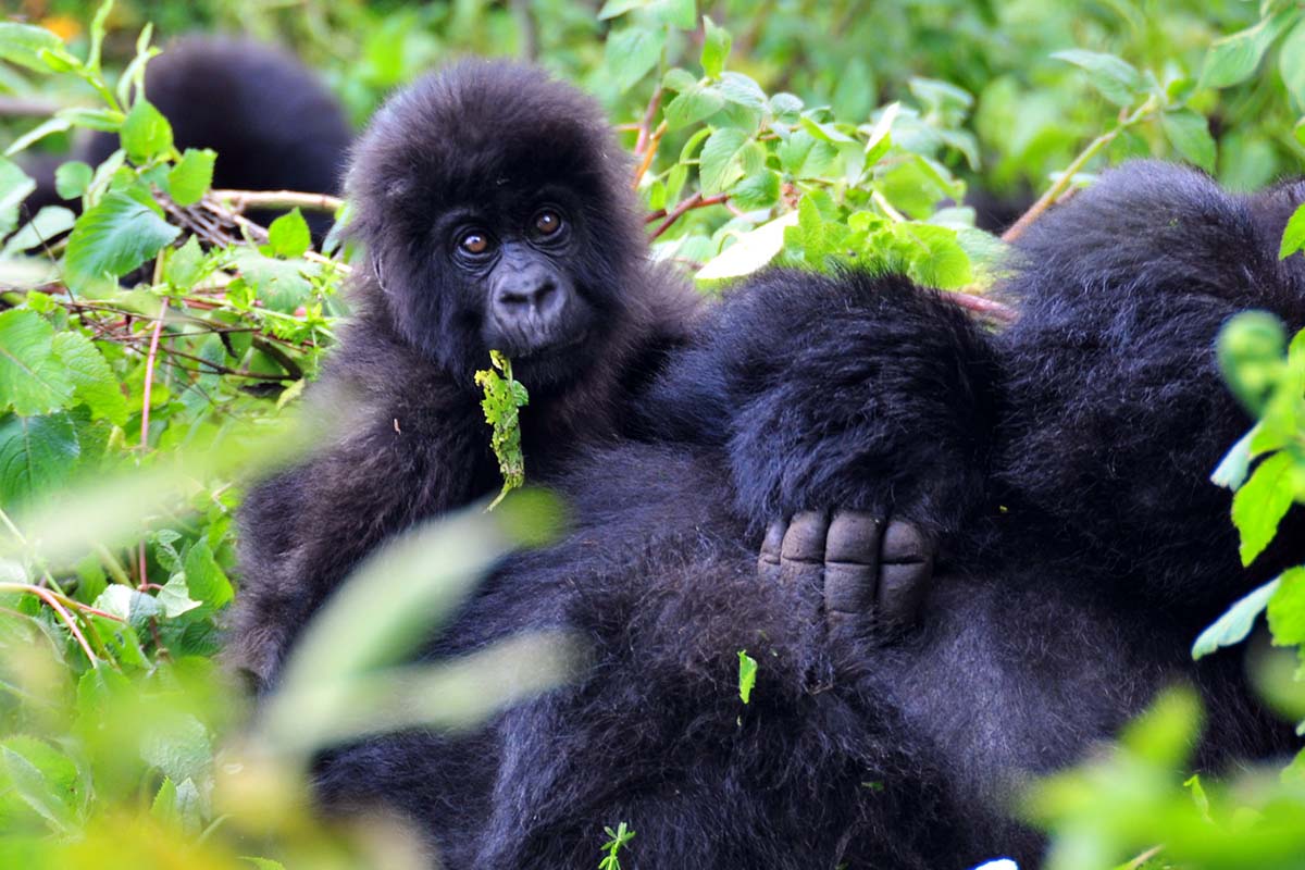 Gorilla Tracking In Volcanoes National Park Trek Africa Expeditions