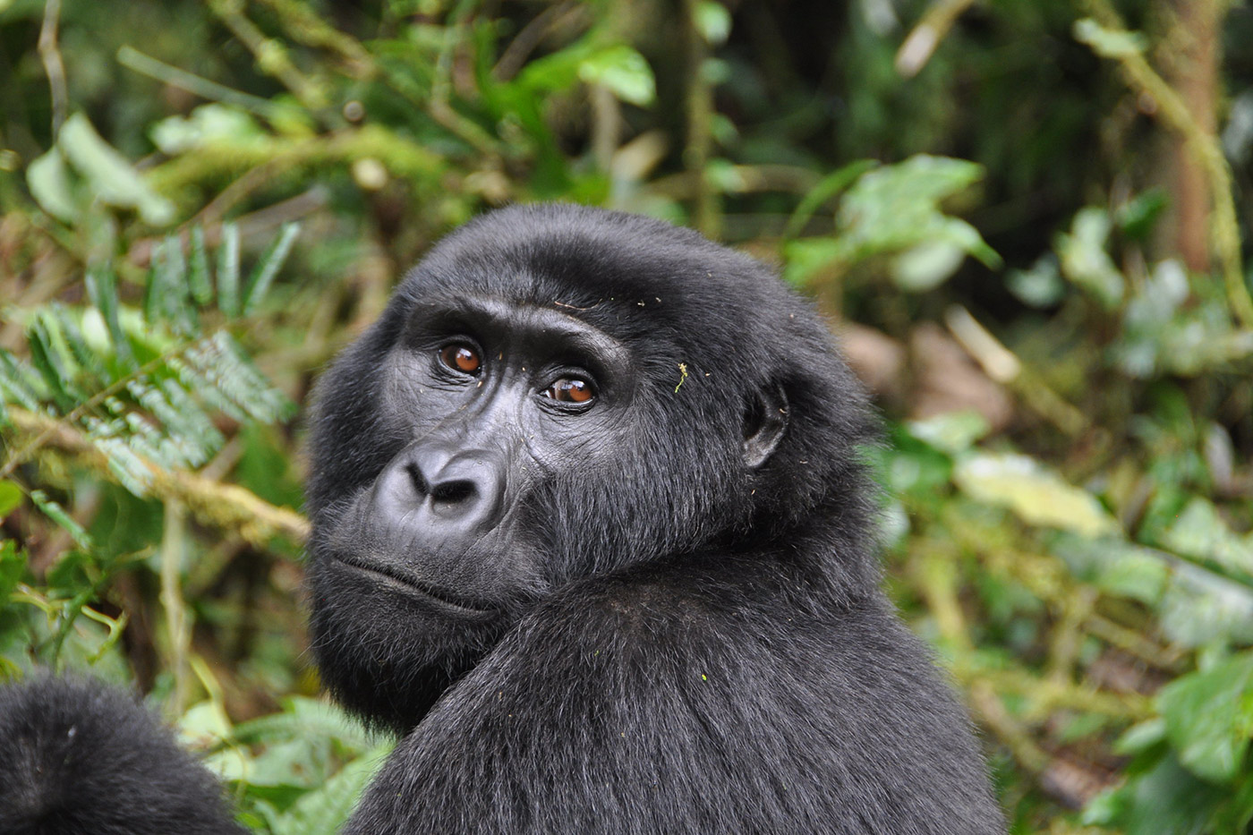 Pocket Friendly Gorilla Tracking Safaris In Uganda Trek Africa