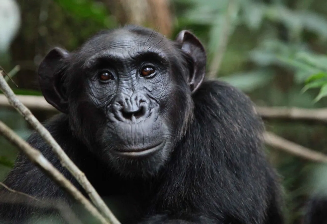 How Difficult Is Chimpanzee Trekking In Uganda Trek Africa Expeditions