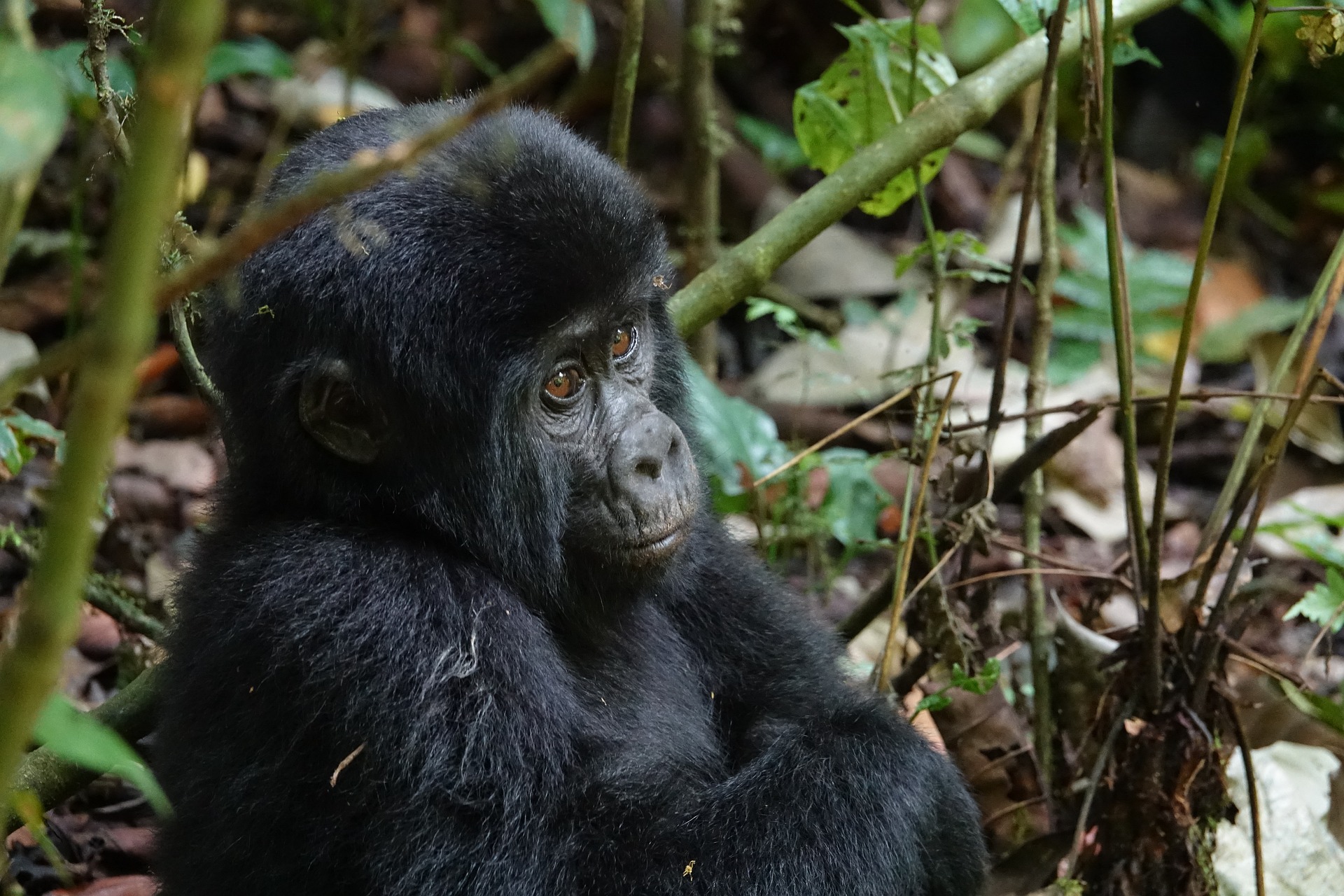 Book A Gorilla Pass Gorilla Permit Trek Africa Expeditions