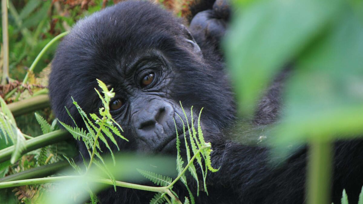 Bwindi Gorilla Tracking Safaris via Kigali