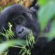 Bwindi Gorilla Tracking Safaris via Kigali