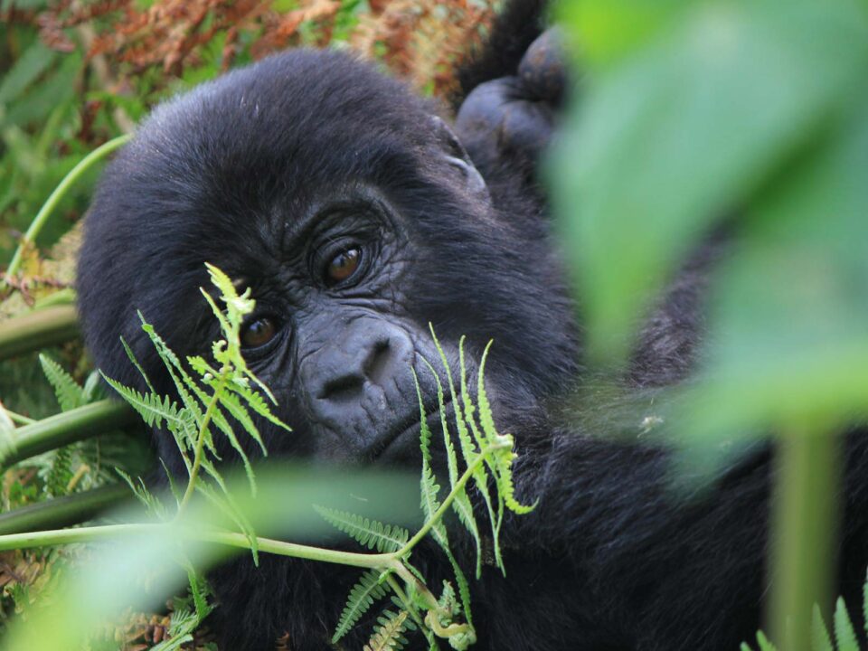 Bwindi Gorilla Tracking Safaris via Kigali