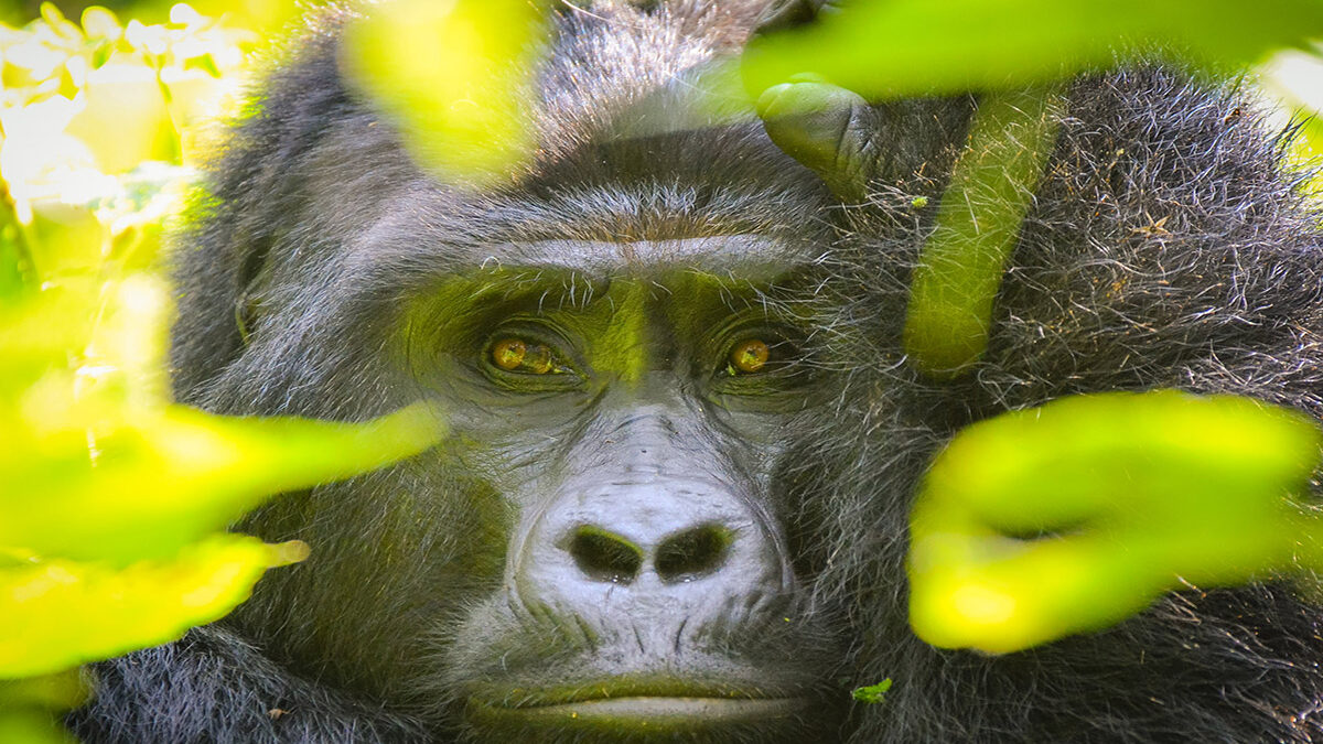 gorilla tracking in Uganda