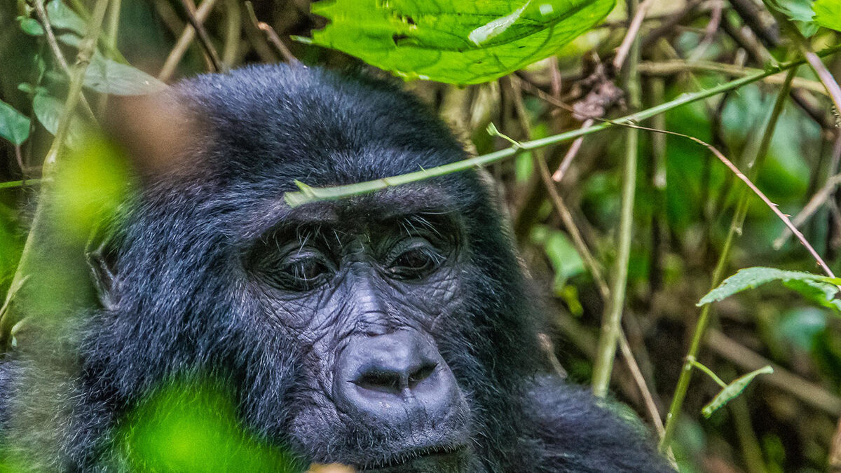 gorillas in Uganda - Uganda budget Gorilla Tracking Safari via Kigali