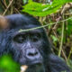gorillas in Uganda - Uganda budget Gorilla Tracking Safari via Kigali