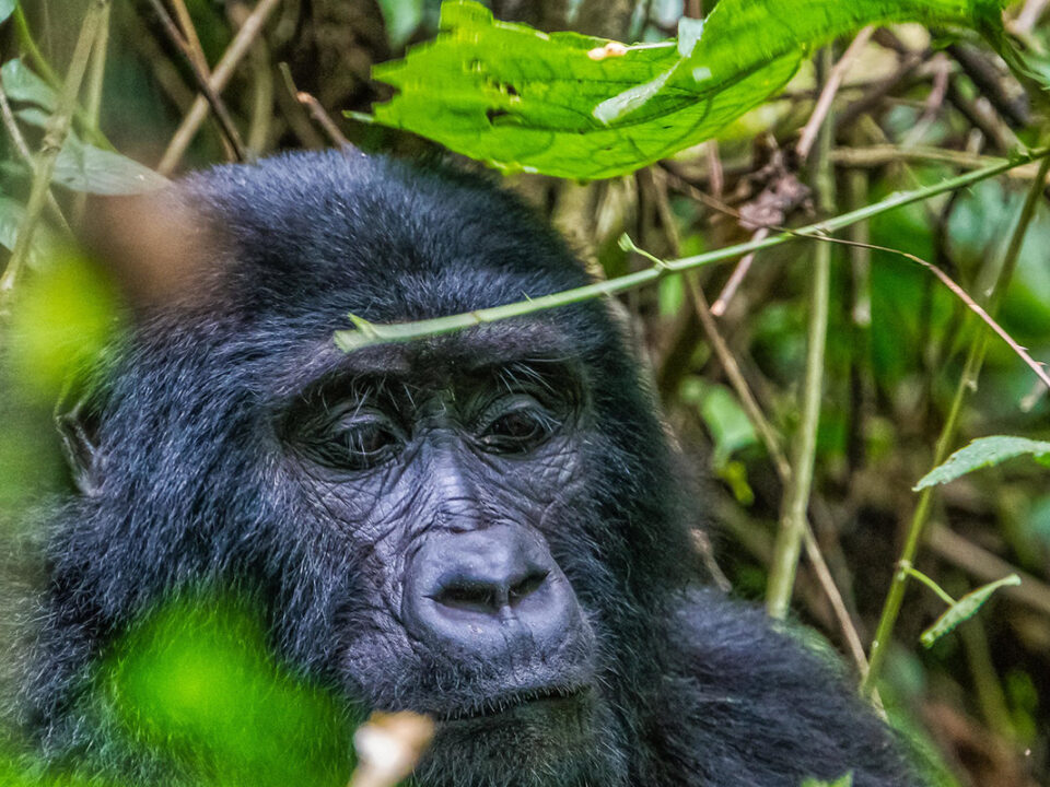 gorillas in Uganda