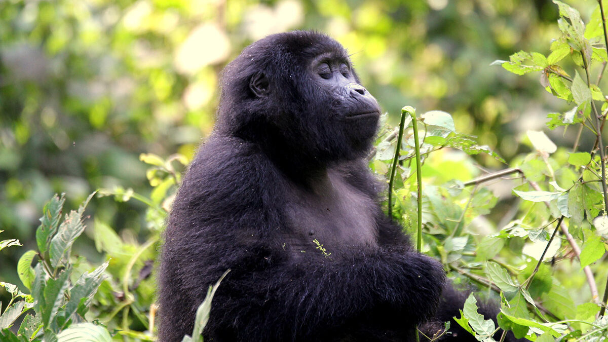 How to Save money on a Gorilla Safari