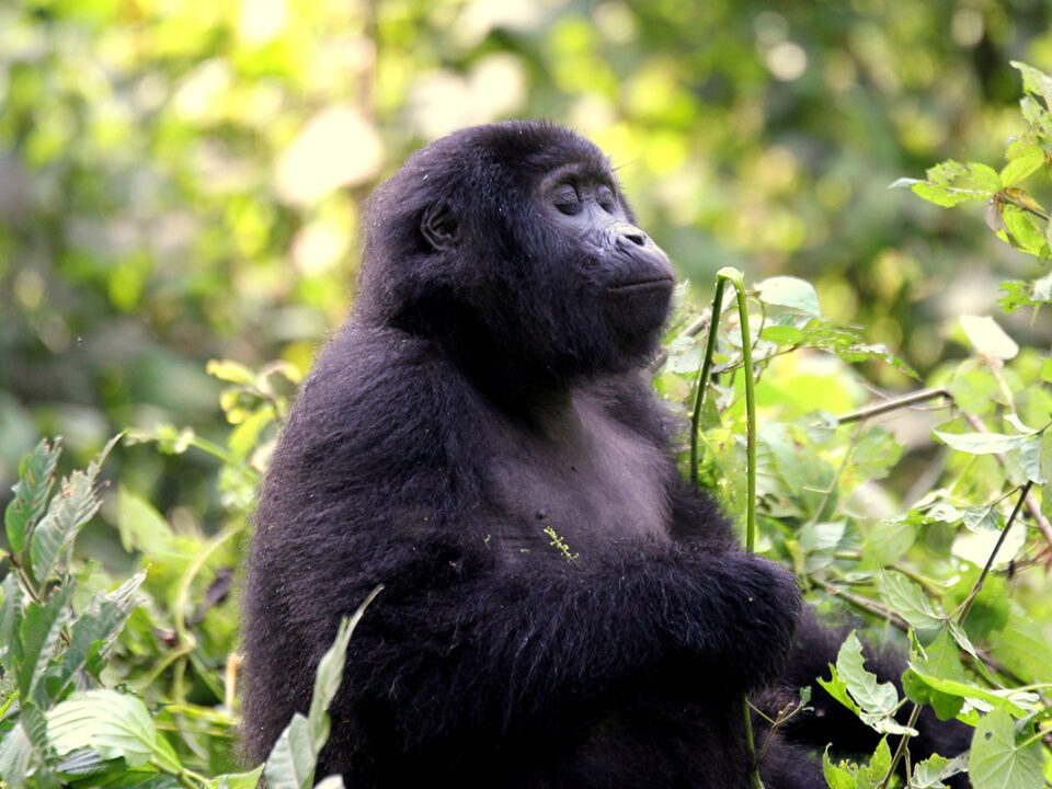 How to Save money on a Gorilla Safari - Uganda Safaris