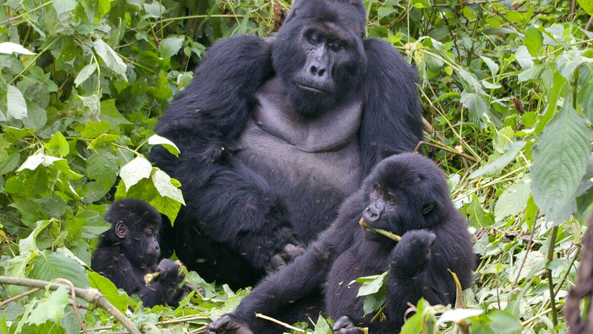 gorilla tracking flying safari - Buhoma Gorilla Safari to Bwindi Forest - 6-Day Gorilla Trekking Uganda Safari from DR Congo Border