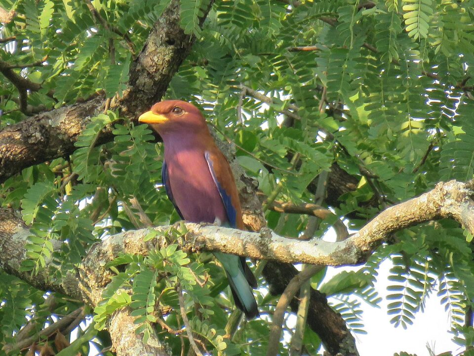 Bird Watching - Top Attractions and Activities in Semuliki National Park