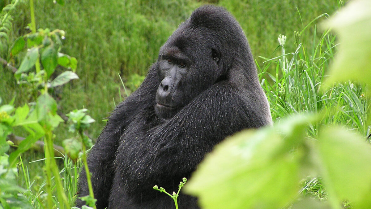 gorillas in bwindi Impenetrable National park