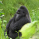 gorillas in bwindi Impenetrable National park