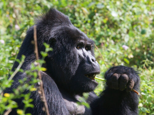 Bwindi forest gorillas - Gorilla Flyin Safari