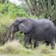 Elephants in Queen Elizabeth National Park - Book East Africa Safari holidays from Australia