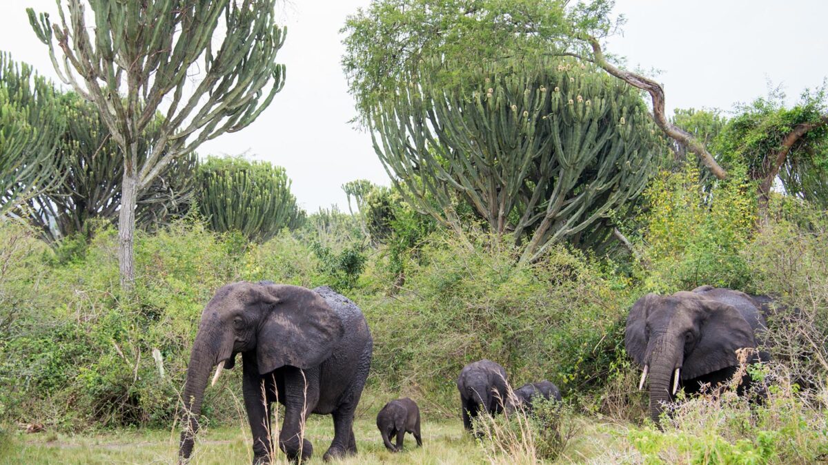 Nature Walks & Hiking in Pian Upe Game Reserve - Filming Elephants in Uganda