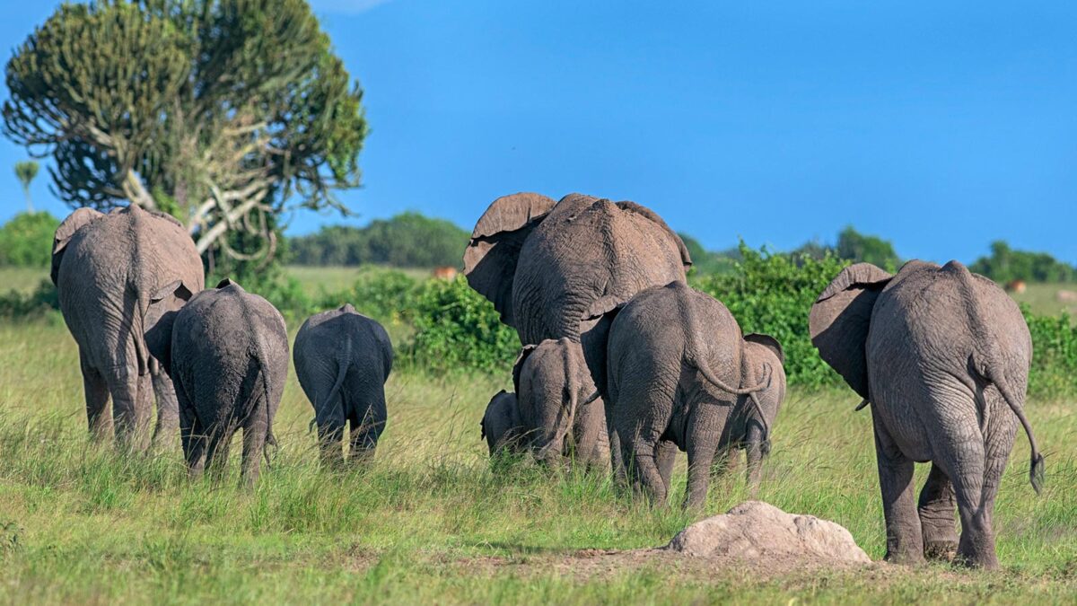 Queen Elizabeth National Park - Wildlife Safaris in Uganda - Best places to see Elephants in Uganda - Africa Big 5 Animals in Uganda