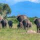 Queen Elizabeth National Park - Wildlife Safaris in Uganda - Best places to see Elephants in Uganda - Africa Big 5 Animals in Uganda