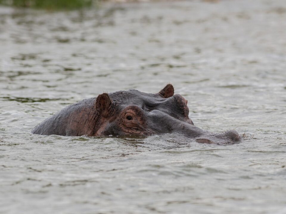 Uganda Safari - Romantic Holidays in Uganda - Uganda-Rwanda Private Safari - What are the Four Popular Safari Destinations in Uganda?