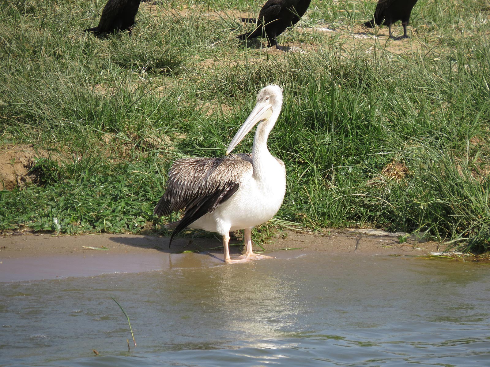 birding at kazinga channel in Queen ELizabeth National Park - Budget Birding Safaris to Queen Elizabeth National Park