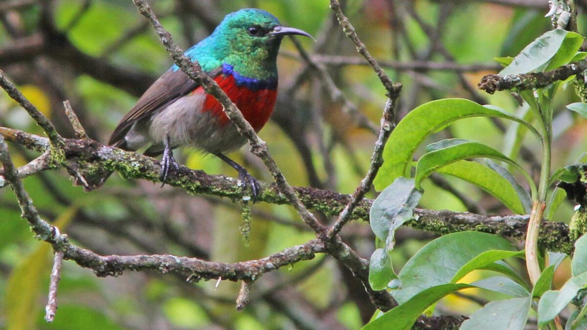 Birding in Mgahinga National Park - Birding in Bwindi Impenetrable National Park