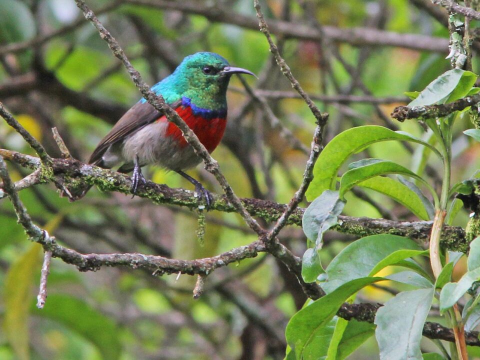 Birding in Mgahinga National Park - Birding in Bwindi Impenetrable National Park