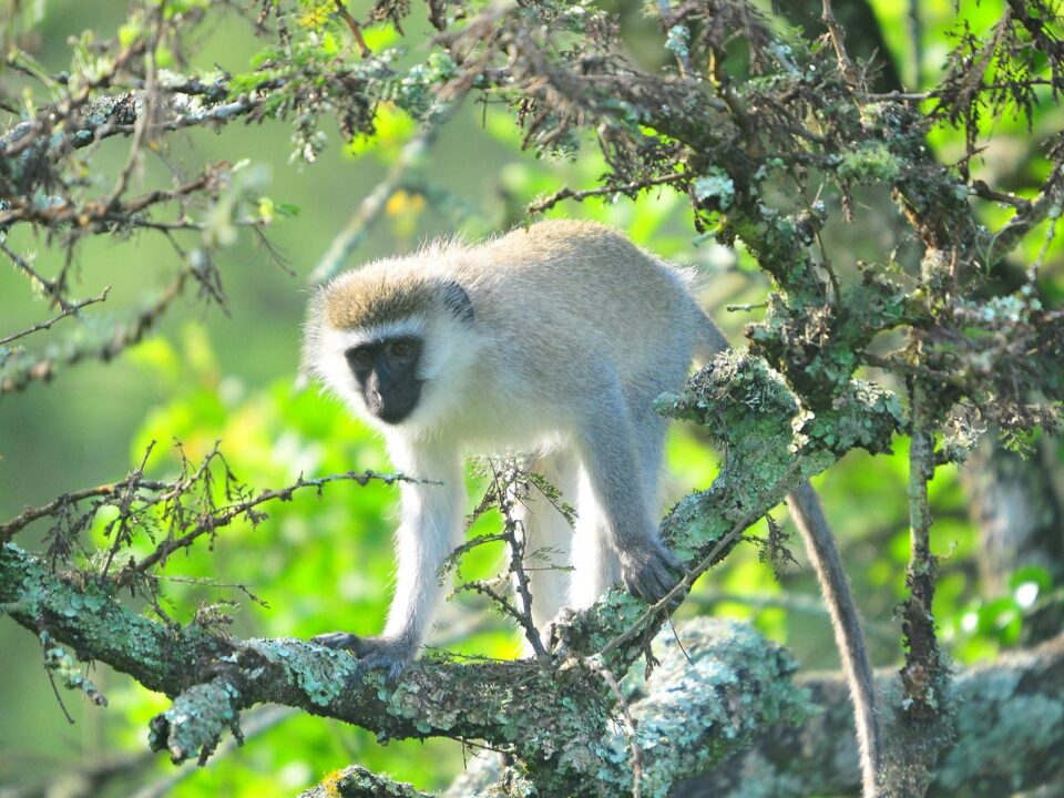 wildlife in Lake Mburo - Day Trips and Tours from Mbarara