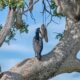 Birds in Kidepo Valley National Park - Uganda Safari Activities