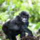Gorilla Tracking Safari - gorilla fly-in safari