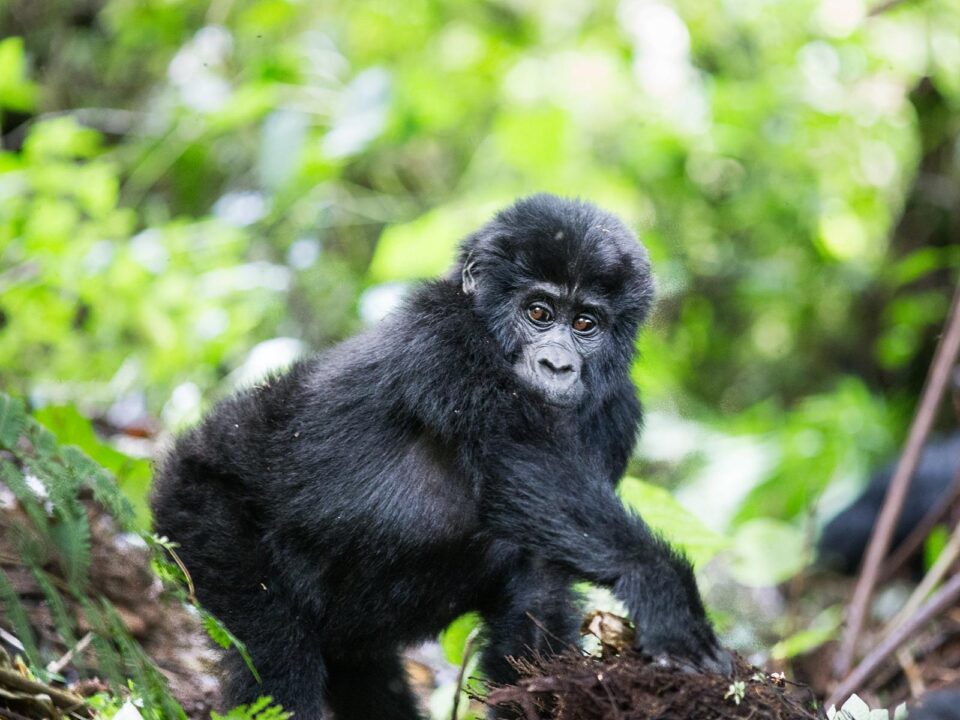 Gorilla Tracking Safari - gorilla fly-in safari