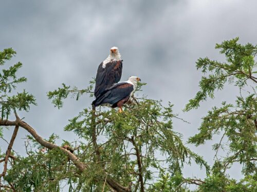 Bird Watching in Queen Elizabeth National Park