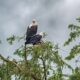 Bird Watching in Queen Elizabeth National Park - Nature Walks and Birds of Royal Mile
