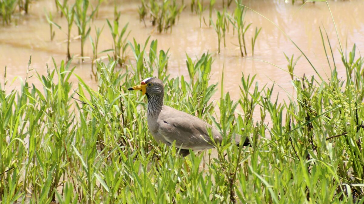 Birds in Lake Mburo - Uganda Safari Activities - Getting to Lake Mburo National Park