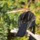 Bird life in Murchison Falls National Park