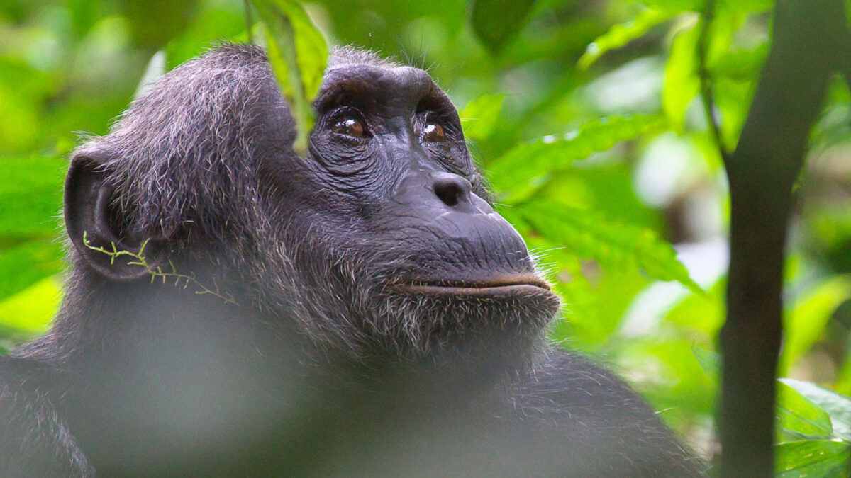 chimpanzee tracking in Kibale Forest National Park - Best of Uganda Safari - How to Get to Royal Mile Budongo Forest