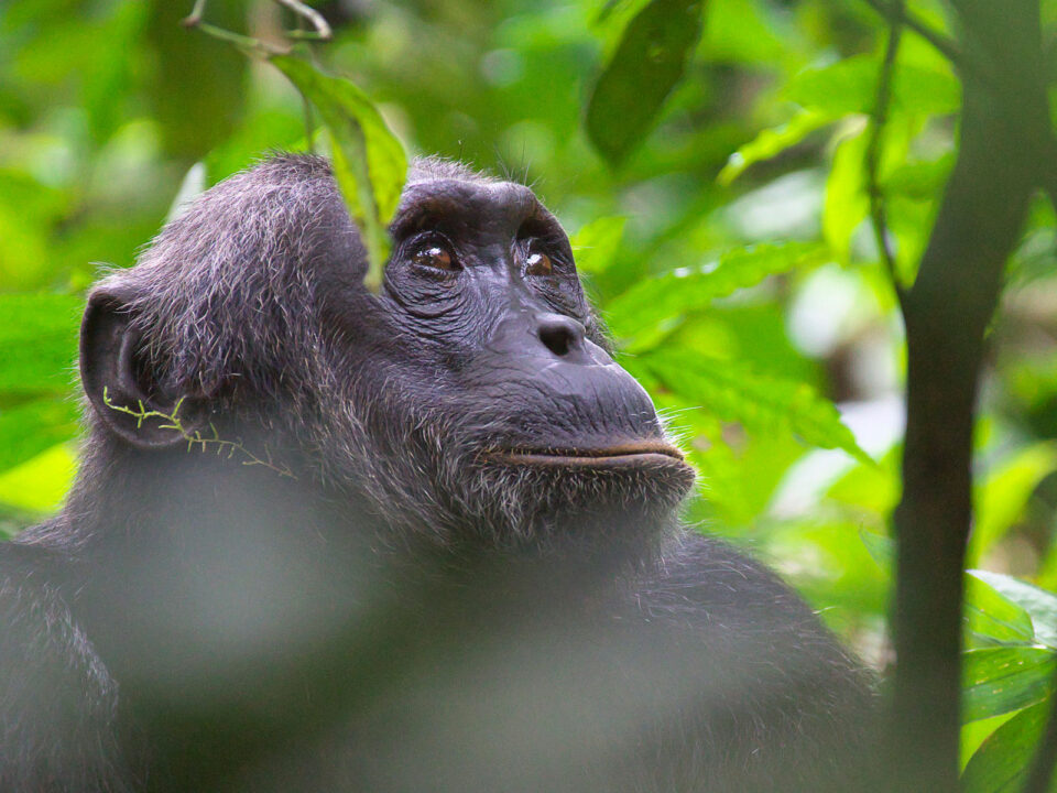 chimpanzee tracking in Kibale Forest National Park - Best of Uganda Safari - How to Get to Royal Mile Budongo Forest