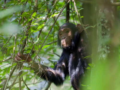chimpanzees in kibale - Kibale National Park - What to wear on a Chimpanzee Tracking Safari? - Why is tracking Chimpanzees in Uganda a great experience? - Planning a Safari & Gorilla Trekking Combo
