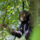 chimpanzees in kibale - Kibale National Park