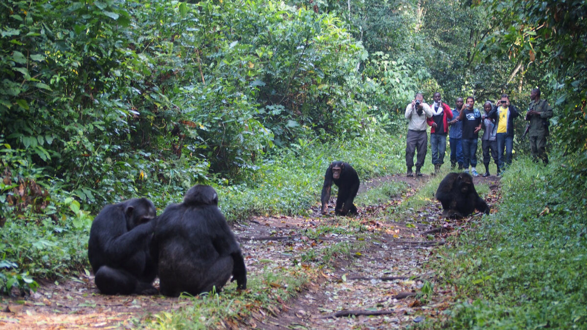 chimpanzee in kibale forest - Kibale Forest chimpanzee habituation experience - 3-Day Uganda Chimpanzee Habituation Experience