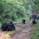 chimpanzee in kibale forest - Kibale Forest chimpanzee habituation experience