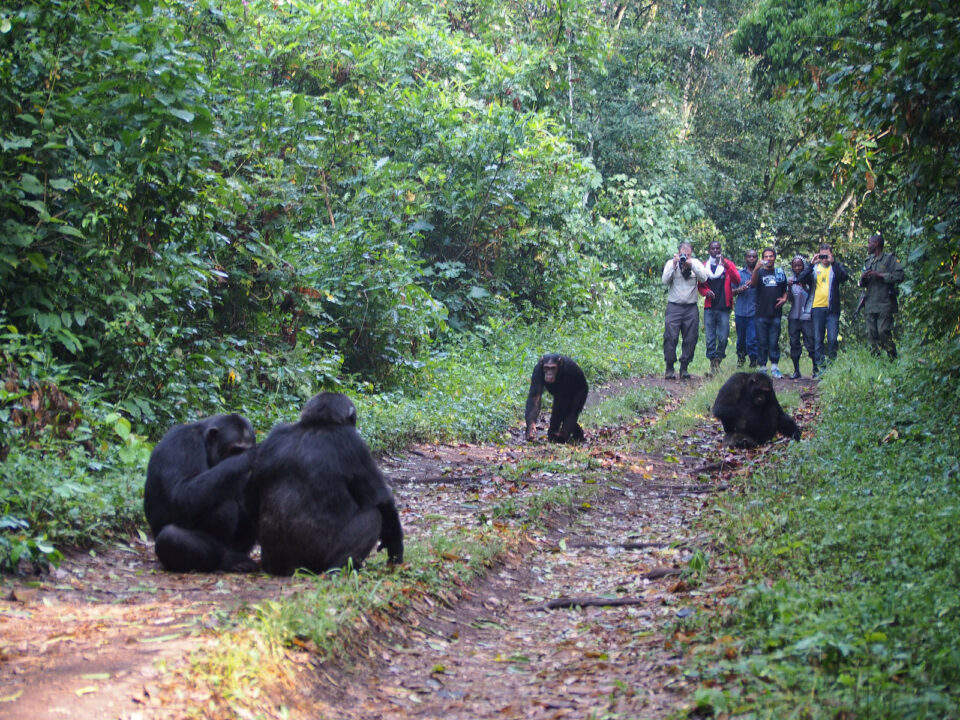 chimpanzee in kibale forest