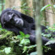 Kibale Chimpanzee Safari