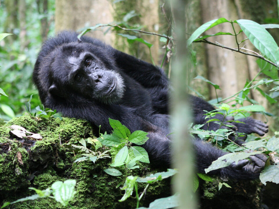 Kibale Chimpanzee Safari - Uganda Chimpanzee Trekking - Budget Uganda Safari Tours and Holidays - Best Time to Trek Chimpanzees in Uganda - 5-Day Uganda Gorillas & Chimpanzee safari from Kigali